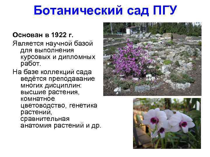 Ботанический сад ПГУ Основан в 1922 г. Является научной базой для выполнения курсовых и