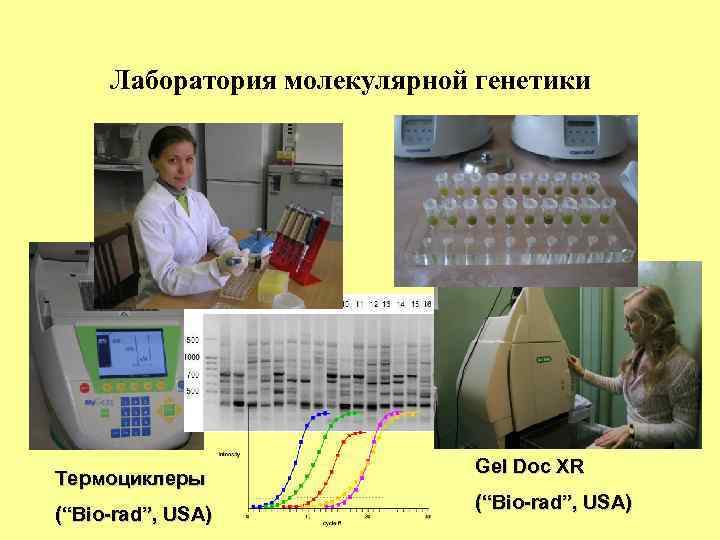 Лаборатория молекулярной генетики Термоциклеры (“Bio-rad”, USA) Gel Doc XR (“Bio-rad”, USA) 