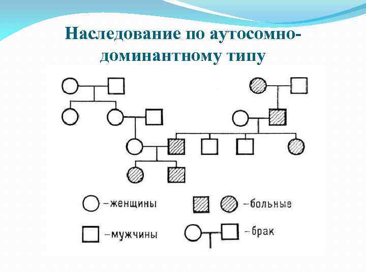 Аутосомно доминантный тип наследования схема - 86 фото