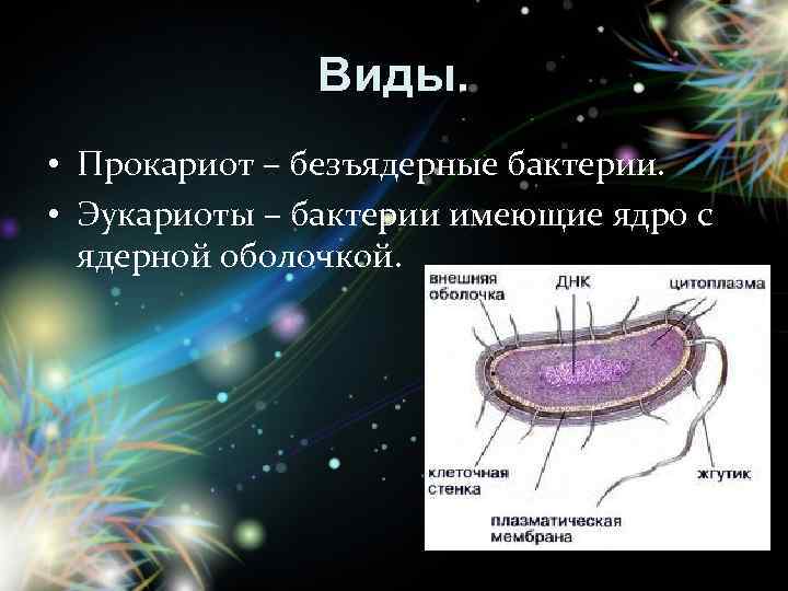 Простейшие микроорганизмы эукариоты