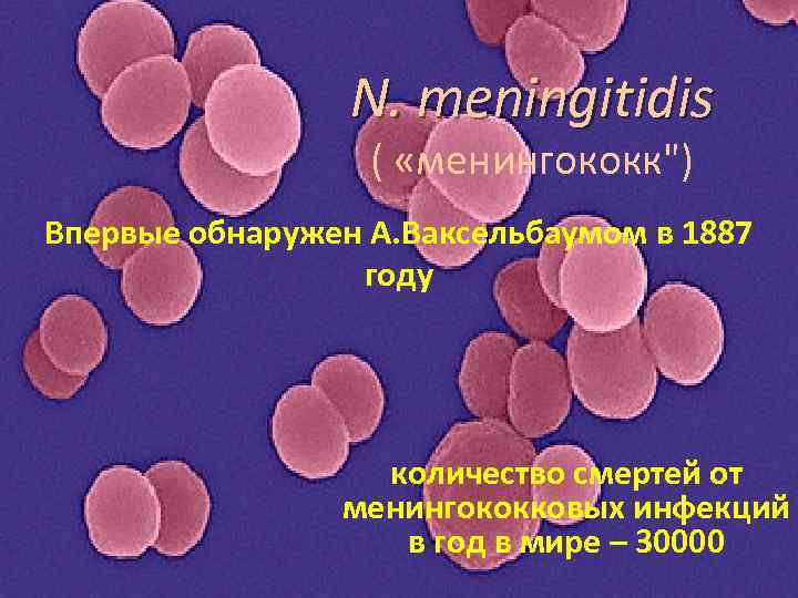 N. meningitidis ( «менингококк") Впервые обнаружен А. Ваксельбаумом в 1887 году количество смертей от
