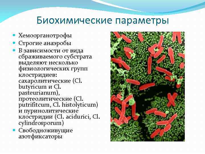 Биохимические параметры. Сахаролитические клостридии. Клостридии Хистолитикум. Клостридии бутирикум.