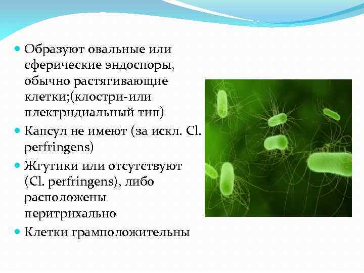  Образуют овальные или сферические эндоспоры, обычно растягивающие клетки; (клостри-или плектридиальный тип) Капсул не