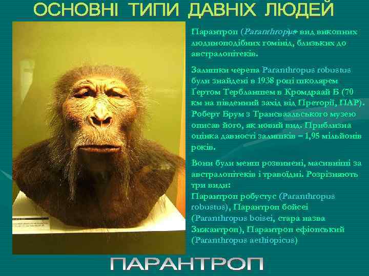 Парантроп (Paranthropus вид викопних )– людиноподібних гомінід, близьких до австралопітеків. Залишки черепа Paranthropus robustus