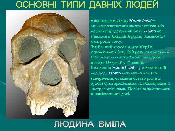 Людина вміла (лат. Homo habilis )– високорозвинений австралопітек або перший представник роду Homoщо ,