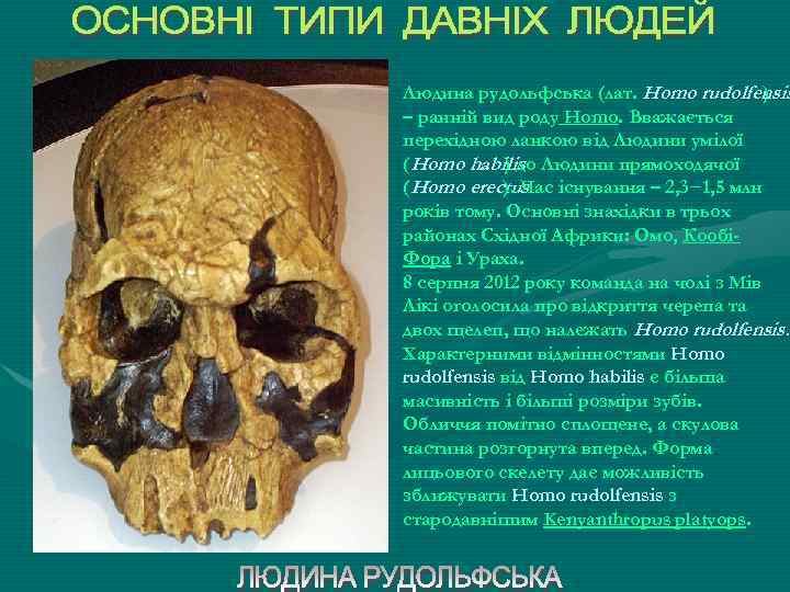 Людина рудольфська (лат. Homo rudolfensis ) ( – ранній вид роду Homo. Вважається перехідною
