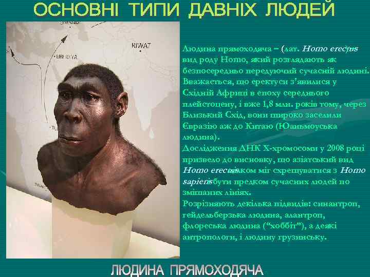 Людина прямоходяча – (лат. Homo erectus )– вид роду Homo, який розглядають як безпосередньо