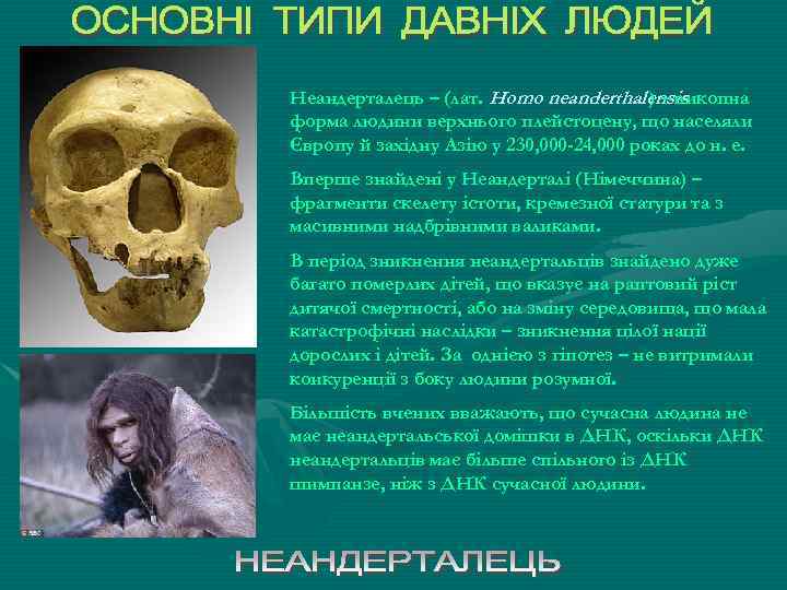 Неандерталець – (лат. Homo neanderthalensis ) – викопна форма людини верхнього плейстоцену, що населяли