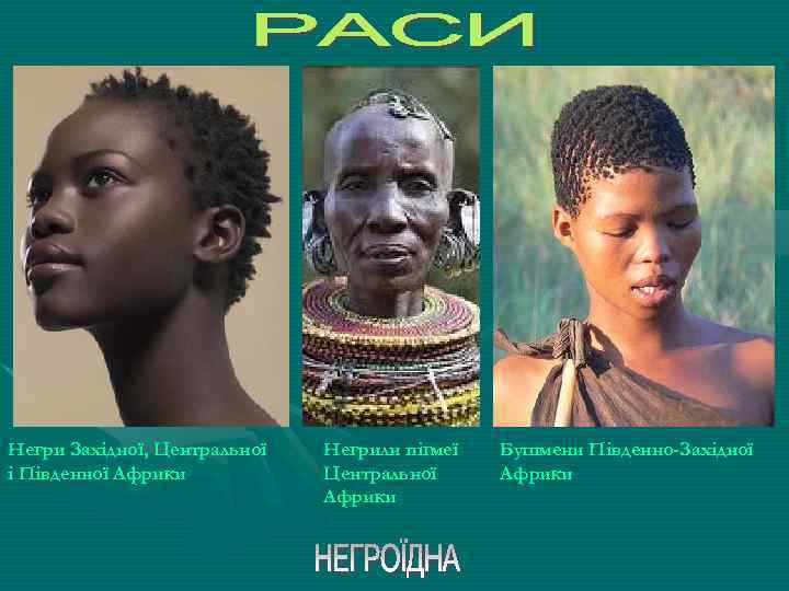 Негри Західної, Центральної і Південної Африки Негрили пігмеї Центральної Африки Бушмени Південно-Західної Африки 