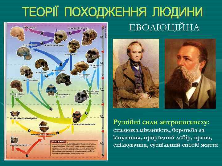 ЕВОЛЮЦІЙНА Рушійні сили антропогенезу: спадкова мінливість, боротьба за існування, природний добір, праця, спілкування, суспільний