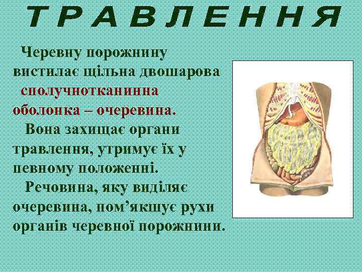Черевну порожнину вистилає щільна двошарова сполучнотканинна оболонка – очеревина. Вона захищає органи травлення, утримує