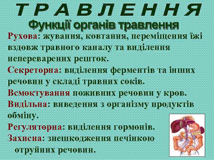 Рухова: жування, ковтання, переміщення їжі вздовж травного каналу та виділення непереварених решток. Секреторна: виділення