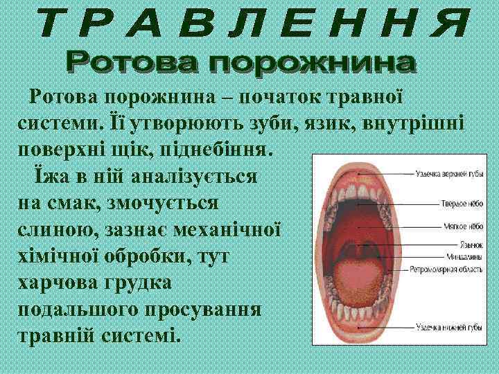 Ротова порожнина – початок травної системи. Її утворюють зуби, язик, внутрішні поверхні щік, піднебіння.