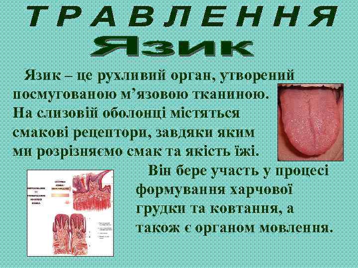 Язик – це рухливий орган, утворений посмугованою м’язовою тканиною. На слизовій оболонці містяться смакові