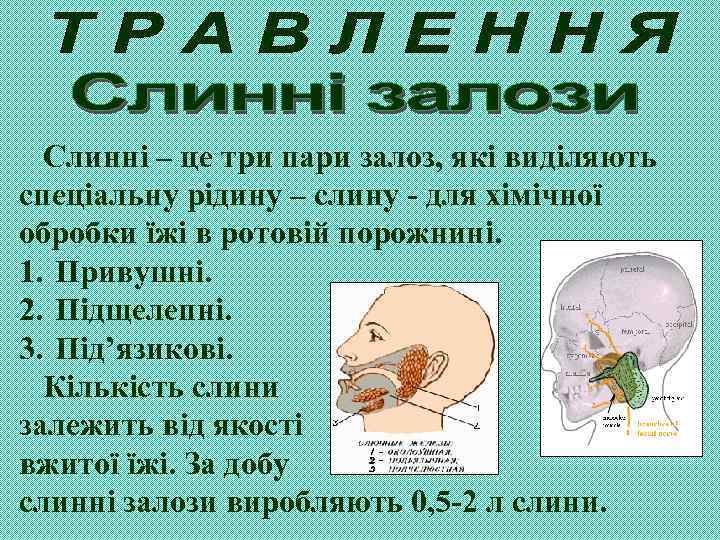 Слинні – це три пари залоз, які виділяють спеціальну рідину – слину - для