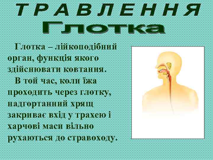 Глотка – лійкоподібний орган, функція якого здійснювати ковтання. В той час, коли їжа проходить