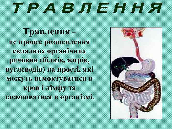 Травлення – це процес розщеплення складних органічних речовин (білків, жирів, вуглеводів) на прості, які