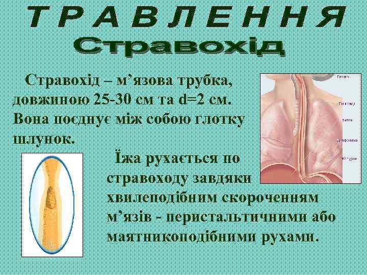 Стравохід – м’язова трубка, довжиною 25 -30 cм та d=2 см. Вона поєднує між