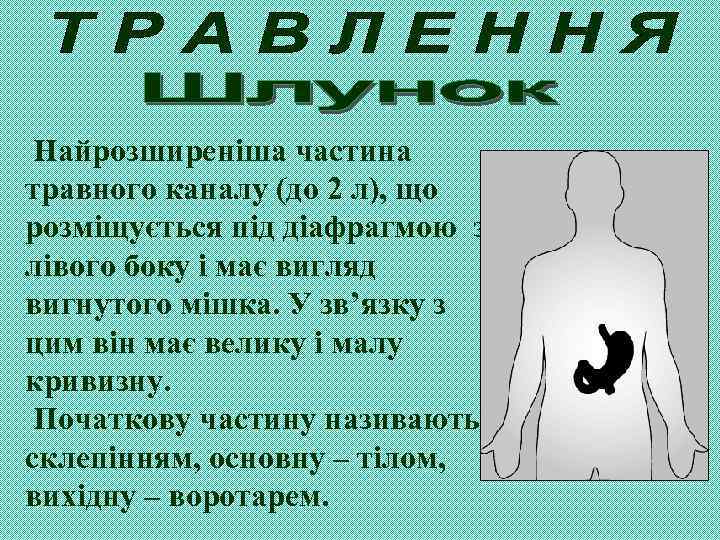 Найрозширеніша частина травного каналу (до 2 л), що розміщується під діафрагмою з лівого боку