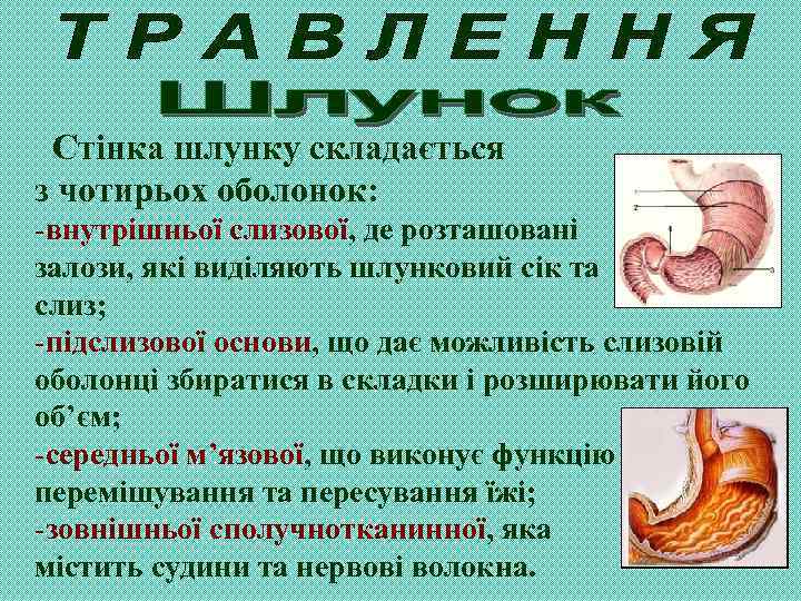 Стінка шлунку складається з чотирьох оболонок: -внутрішньої слизової, де розташовані залози, які виділяють шлунковий