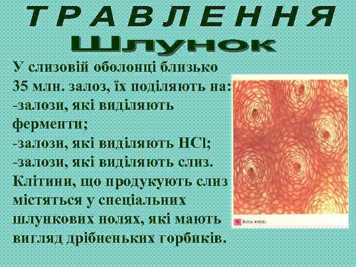 У слизовій оболонці близько 35 млн. залоз, їх поділяють на: -залози, які виділяють ферменти;