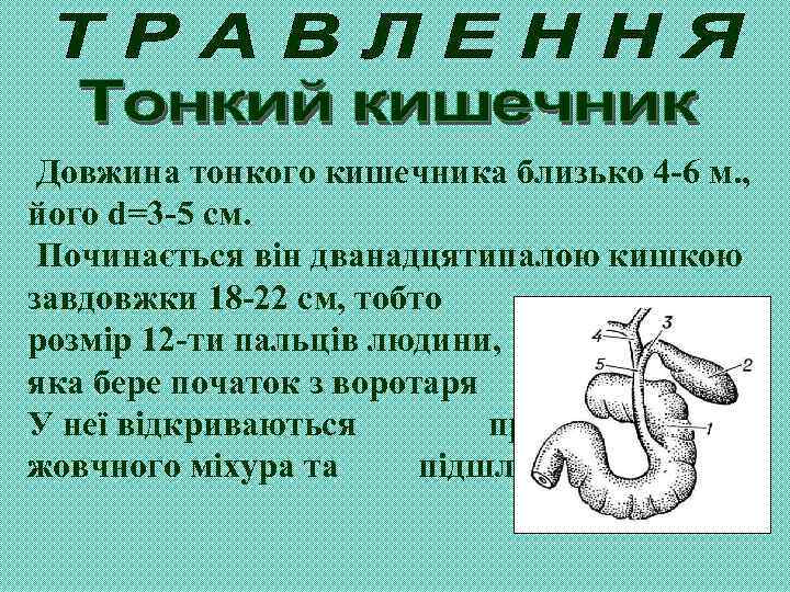 Довжина тонкого кишечника близько 4 -6 м. , його d=3 -5 см. Починається він