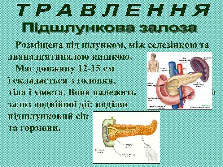 Розміщена під шлунком, між селезінкою та дванадцятипалою кишкою. Має довжину 12 -15 см і