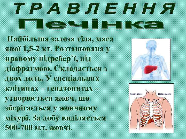 Найбільша залоза тіла, маса якої 1, 5 -2 кг. Розташована у правому підребер’ї, під