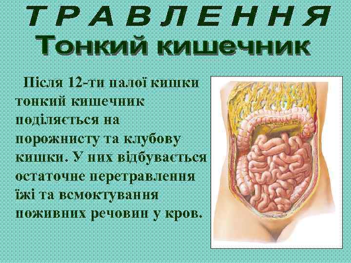 Після 12 -ти палої кишки тонкий кишечник поділяється на порожнисту та клубову кишки. У