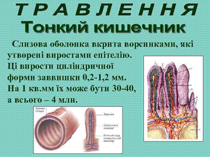 Слизова оболонка вкрита ворсинками, які утворені виростами епітелію. Ці вирости циліндричної форми заввишки 0,