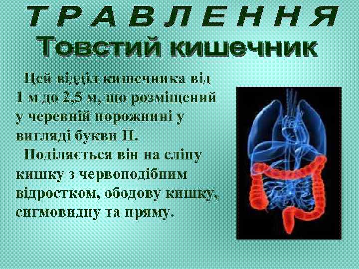 Цей відділ кишечника від 1 м до 2, 5 м, що розміщений у черевній
