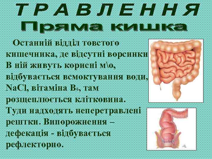Останній відділ товстого кишечника, де відсутні ворсинки. В ній живуть корисні мо, відбувається всмоктування
