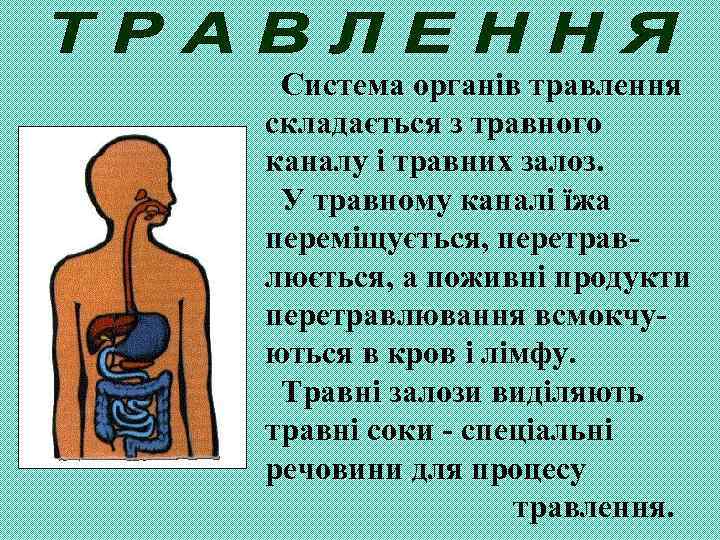 Система органів травлення складається з травного каналу і травних залоз. У травному каналі їжа