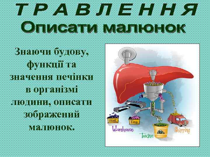 Знаючи будову, функції та значення печінки в організмі людини, описати зображений малюнок. 