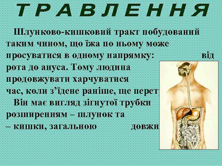 Шлунково-кишковий тракт побудований таким чином, що їжа по ньому може просуватися в одному напрямку: