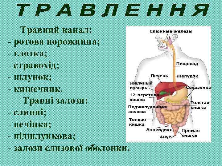 Травний канал: - ротова порожнина; - глотка; - стравохід; - шлунок; - кишечник. Травні