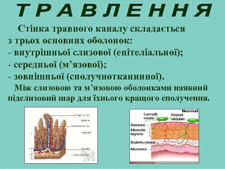 Стінка травного каналу складається з трьох основних оболонок: - внутрішньої слизової (епітеліальної); - середньої