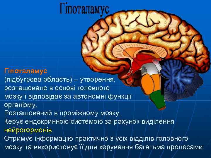 Гіпоталамус (підбугрова область) – утворення, розташоване в основі головного мозку і відповідає за автономні