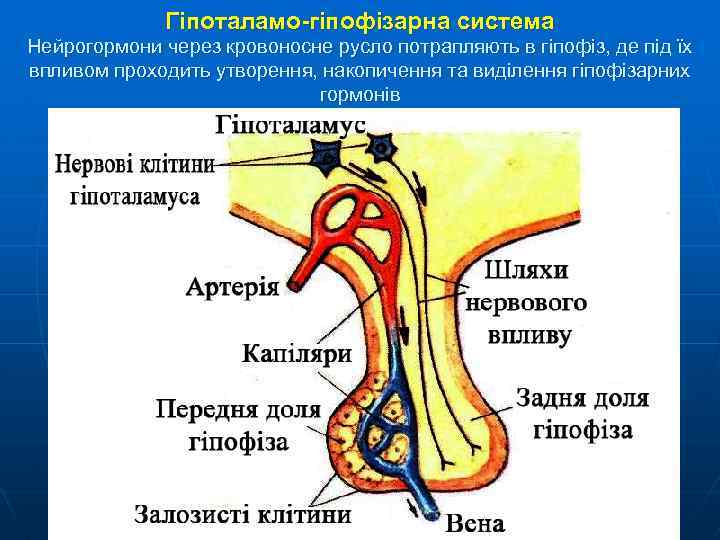 Гіпоталамо-гіпофізарна система Нейрогормони через кровоносне русло потрапляють в гіпофіз, де під їх впливом проходить