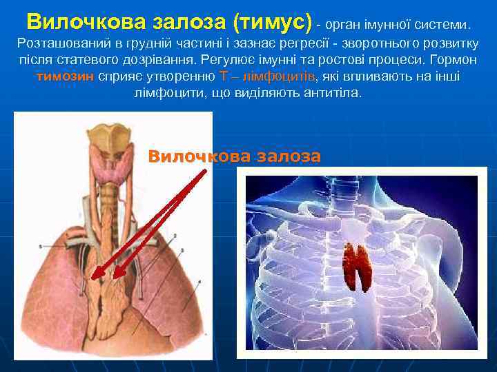 Вилочкова залоза (тимус) - орган імунної системи. Розташований в грудній частині і зазнає регресії