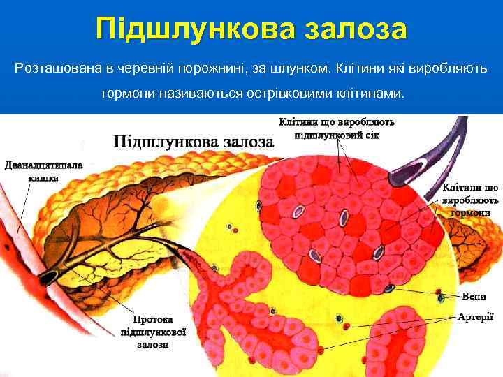 Підшлункова залоза Розташована в черевній порожнині, за шлунком. Клітини які виробляють гормони називаються острівковими