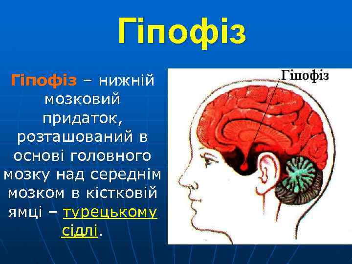 Гіпофіз – нижній мозковий придаток, розташований в основі головного мозку над середнім мозком в