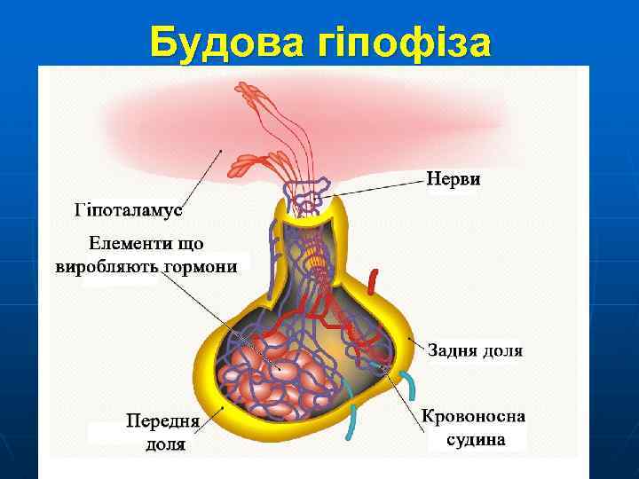 Будова гіпофіза 