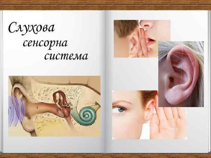 Слухова сенсорна система 