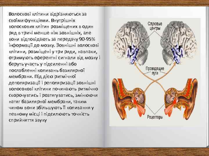 Волоскові клітини відрізняються за своїми функціями. Внутрішніх волоскових клітин розміщених в один ряд в