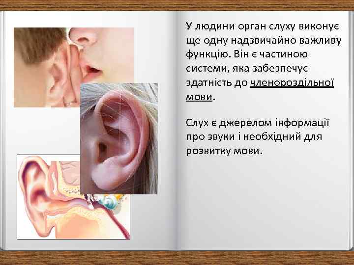 У людини орган слуху виконує ще одну надзвичайно важливу функцію. Він є частиною системи,
