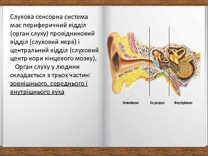 Слухова сенсорна система має периферичний відділ (орган слуху) провідниковий відділ (слуховий нерв) і центральний