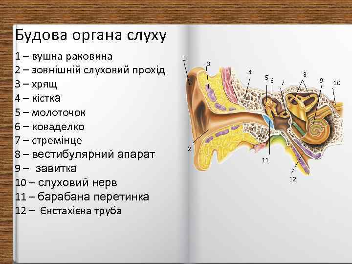 Будова органа слуху 1 – вушна раковина 2 – зовнішній слуховий прохід 3 –