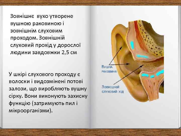 Зовнішнє вухо утворене вушною раковиною і зовнішнім слуховим проходом. Зовнішній слуховий прохід у дорослої
