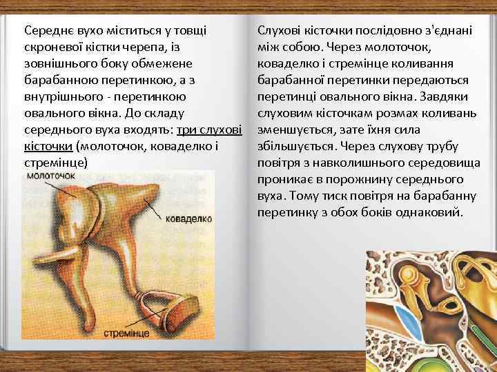 Середнє вухо міститься у товщі скроневої кістки черепа, із зовнішнього боку обмежене барабанною перетинкою,